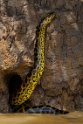 075 Noord Pantanal, gele anaconda